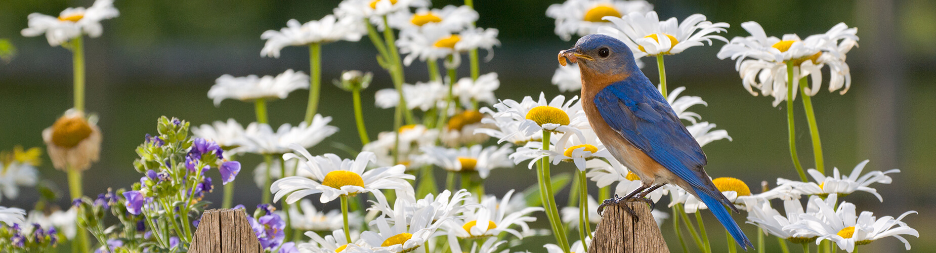 Vogel in einer Blumenwiese