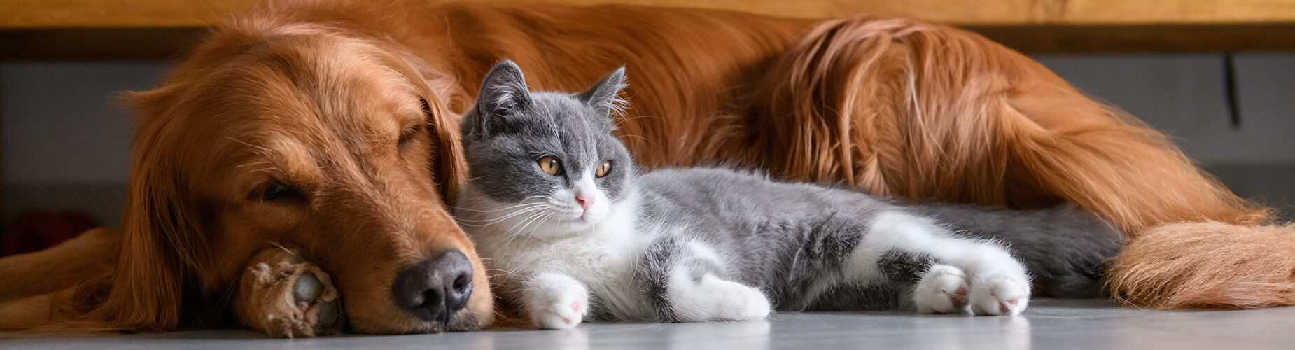 Tierversicherungen Katze und Hund