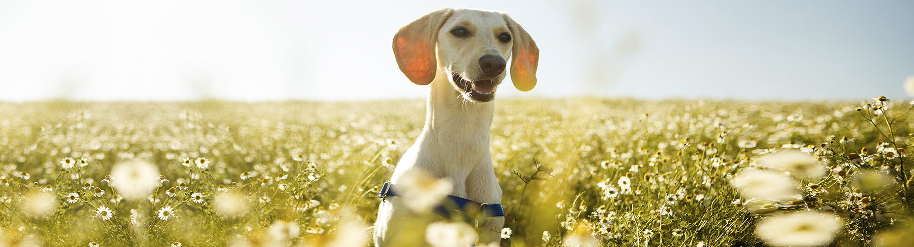 Hundeversicherungen - Hund im Blumenfeld